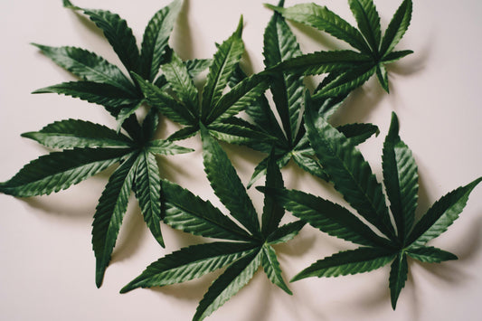 A cluster of green hemp leaves with serrated edges is scattered over a light-colored surface. The leaves are bright, with the narrow, pointed structure characteristic of hemp plants.